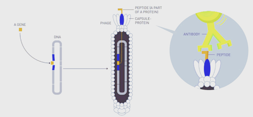 噬菌体展示技术服务