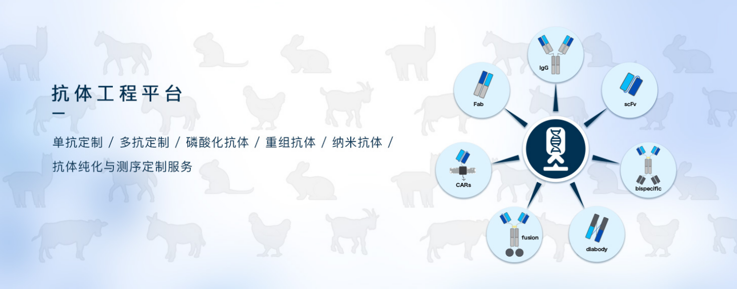 Recombinant Human Angiopoietin