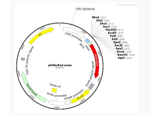 pKillerRed-Mem细胞膜定位质粒