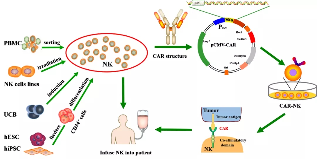 CAR-NK 在肿瘤免疫治疗中的临床转化与前景