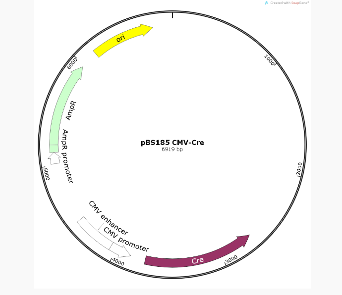 pBS185 CMV-Cre同源重组质粒