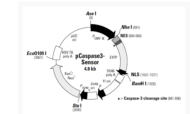pCaspase3-sensor信号通路质粒