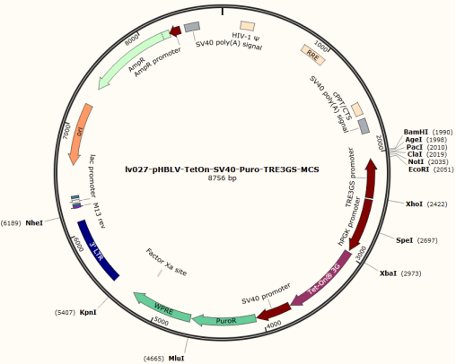 【干货】一文了解启动子的分类及应用