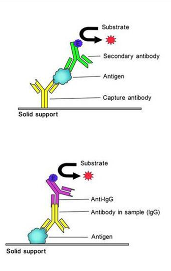 人β内酰胺酶(β-lactamase)ELISA试剂盒