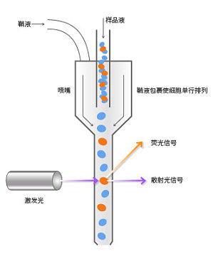 丁香实验推荐阅读