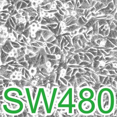 SW480[SW-480; SW480E]人结肠腺癌细胞
