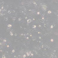 永生化人视网膜微血管内皮细胞HRMECs