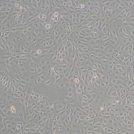 大鼠海马神经元细胞H19-7