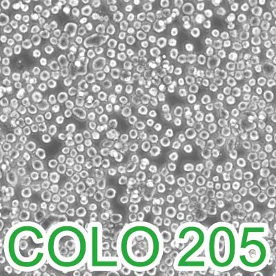 COLO 205[COLO-205;COLO.205; Co 205]人结肠癌细胞