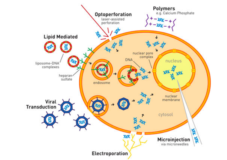 细胞转染实验技术——功能实验的第一步