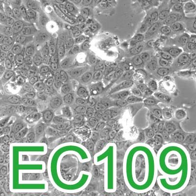 EC109[EC-109]人食管癌细胞