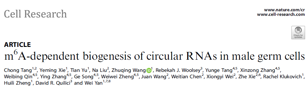 雄性生殖细胞发育过程中含ORF的circRNA受m6A修饰调控