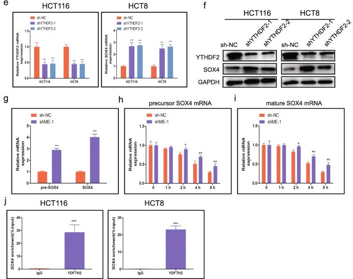 组蛋白修饰调控m6A修饰：METTL14抑制结直肠癌转移