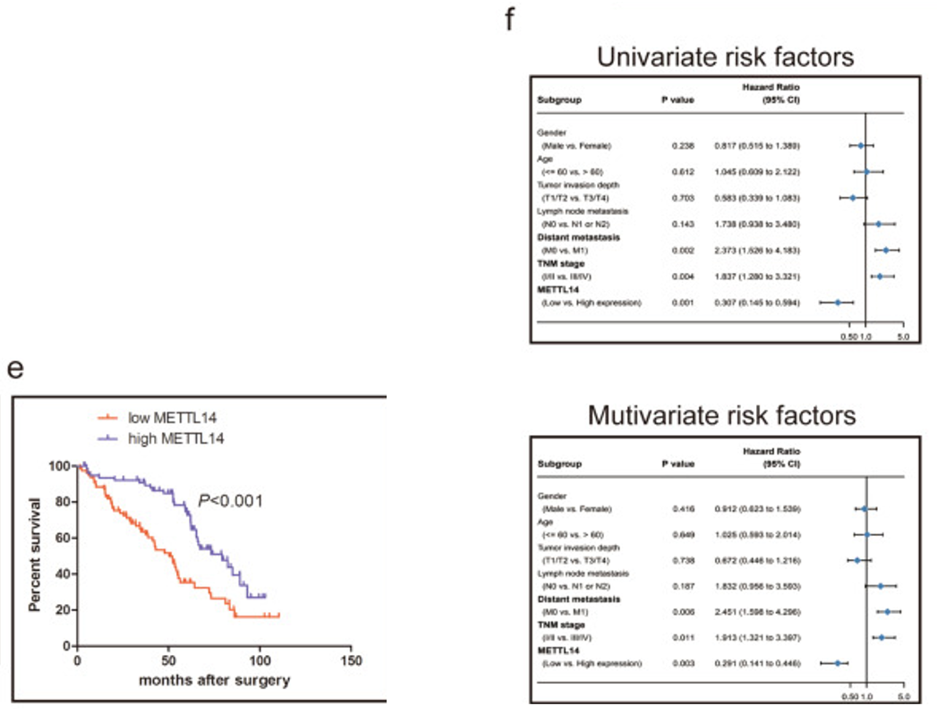 组蛋白修饰调控m6A修饰：METTL14抑制结直肠癌转移