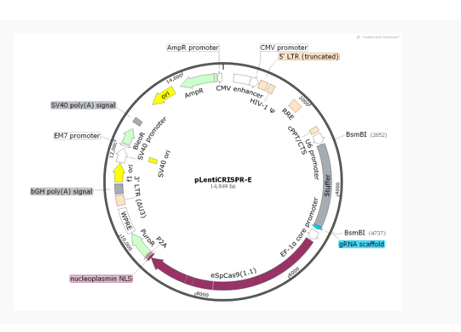 LentiCRISPRV2GFP哺乳编辑质粒