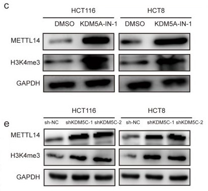 组蛋白修饰调控m6A修饰：METTL14抑制结直肠癌转移