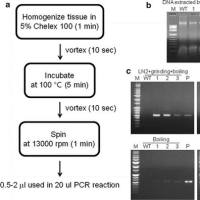Chelex 100 分子生物学级DNA抽提树脂