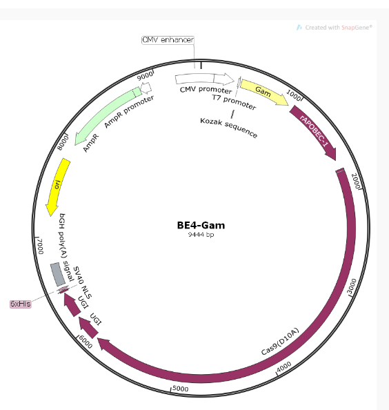 BE4-Gam哺乳编辑质粒