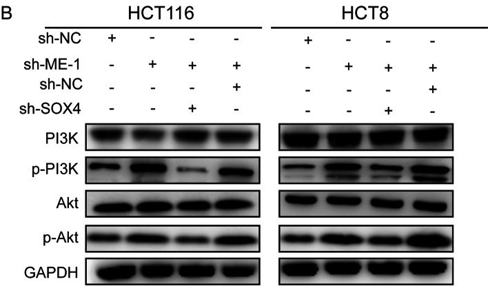 组蛋白修饰调控m6A修饰：METTL14抑制结直肠癌转移