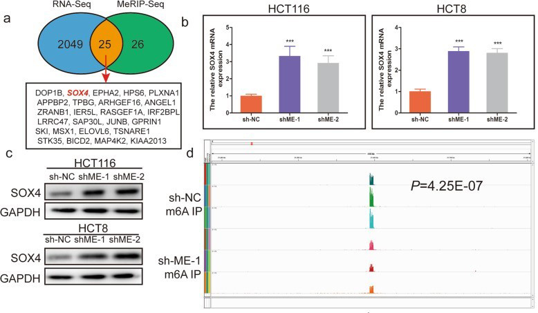 组蛋白修饰调控m6A修饰：METTL14抑制结直肠癌转移