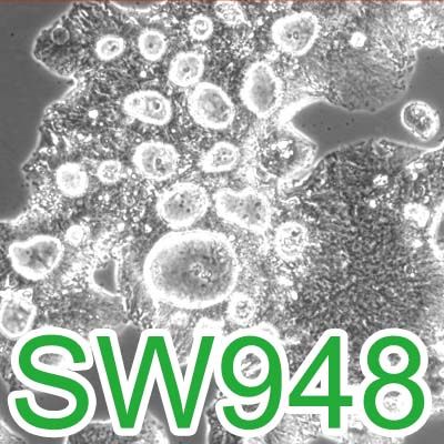 SW948[SW-948; SW 948]人结肠癌细胞