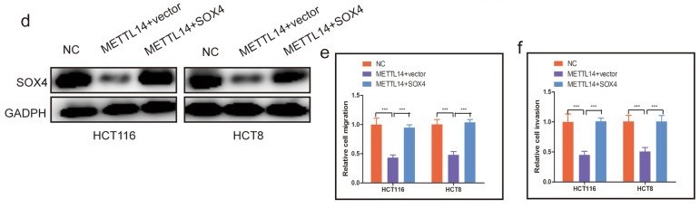 组蛋白修饰调控m6A修饰：METTL14抑制结直肠癌转移
