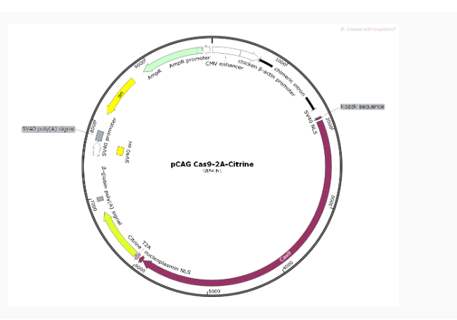 pCAG Cas9-2A-Citrine哺乳编辑质粒