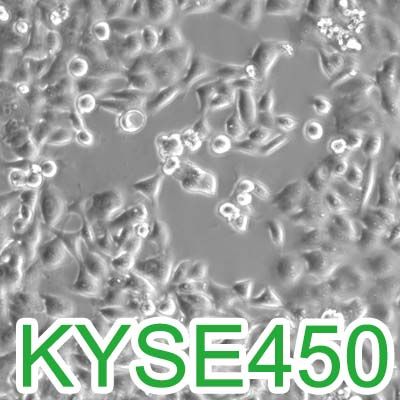 KYSE450人食管鳞癌细胞