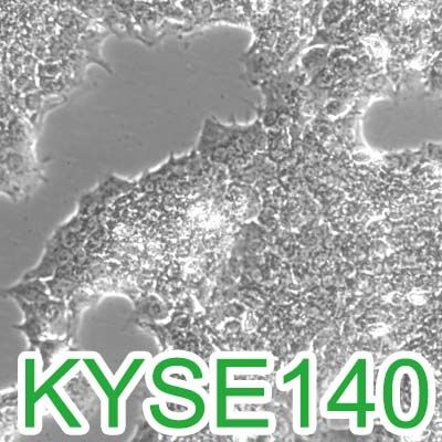 KYSE-140[KYSE140]人食管鳞癌细胞