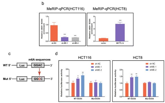组蛋白修饰调控m6A修饰：METTL14抑制结直肠癌转移