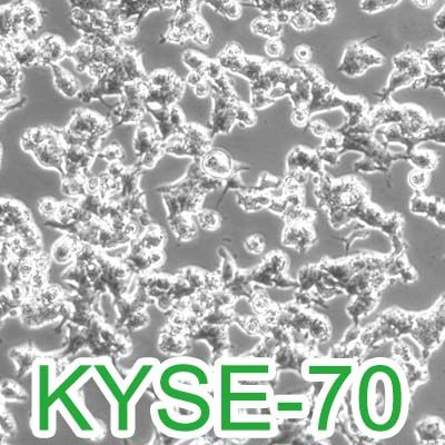 KYSE-70[Kyse70; KY70]人食管鳞癌细胞