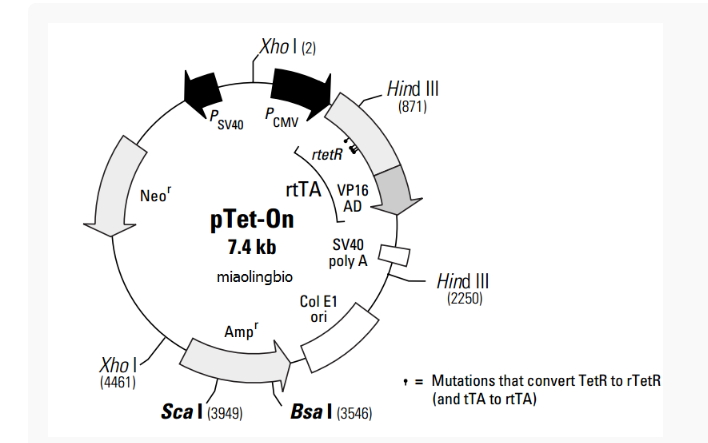 pTet-On哺乳调控质粒