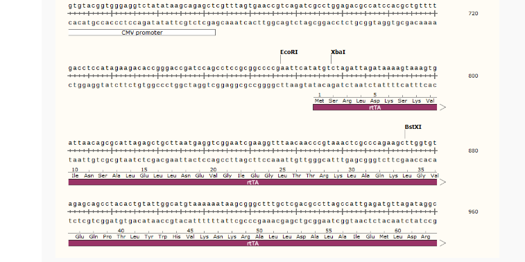 pTet-On哺乳调控质粒