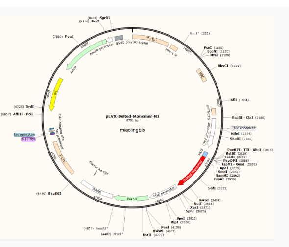 pLVX-DsRed-Monomer-N1慢病毒表达质粒
