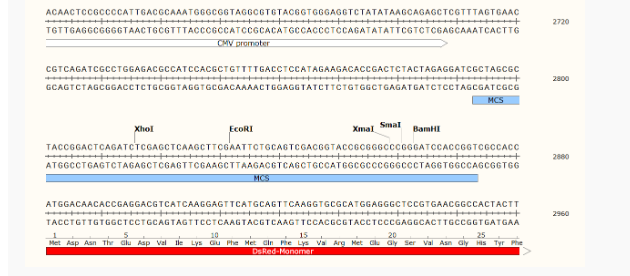 pLVX-DsRed-Monomer-N1慢病毒表达质粒