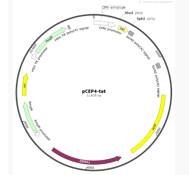 pCEP4-tat逆转录包装质粒