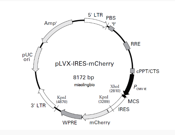pLVX-IRES-mCherry慢病毒表达质粒