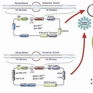 pAAV-ZsGreen1-shRNA腺相关干扰质粒