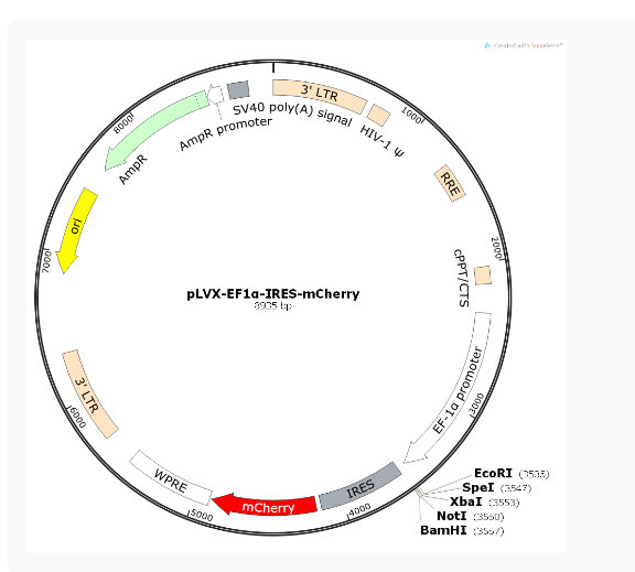 pLVX-EF1α-IRES-mCherry慢病毒表达质粒