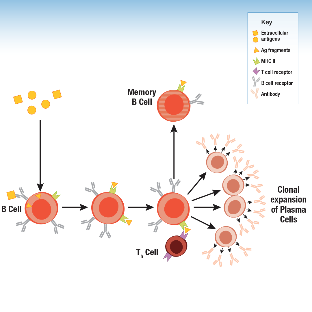 刨根问底，科研实验抗体看哪些特性？