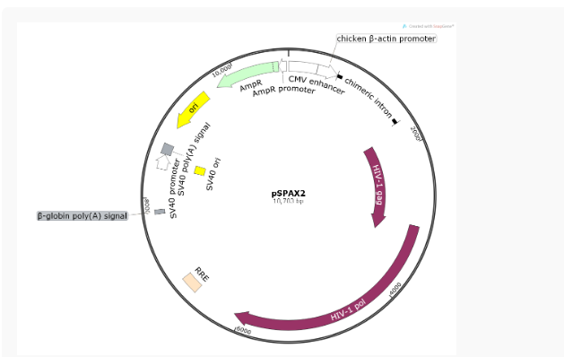 psPAX2慢病毒包装质粒