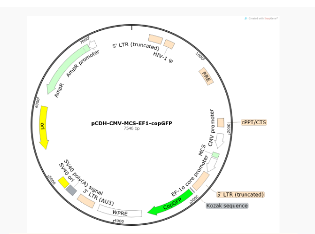 pCDH-CMV-MCS-EF1-copGFP慢病毒表达质粒