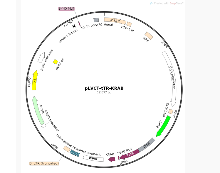 pLVCT-tTR-KRAB慢病毒干扰质粒