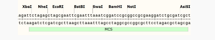 pCDH-CMV-MCS-EF1-copGFP慢病毒表达质粒