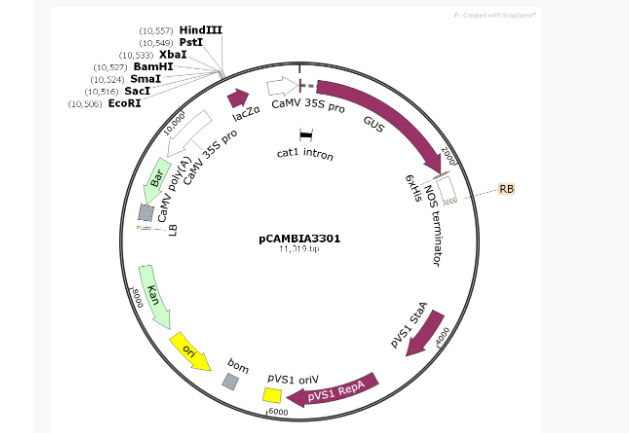 pCAMBIA3301植物表达质粒