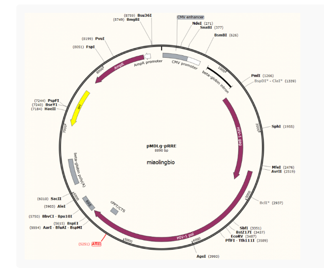 pMDLg-pRRE慢病毒包装质粒