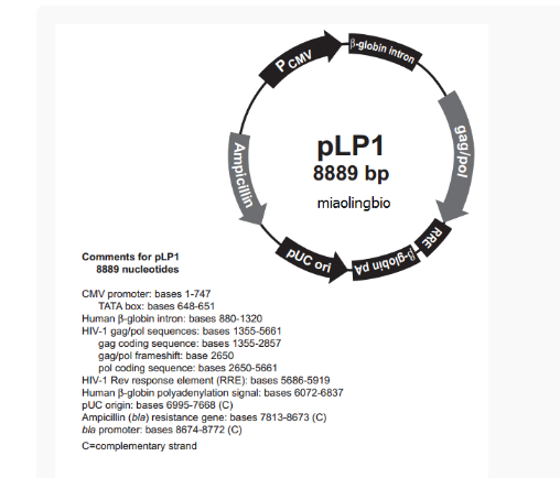 pLP1慢病毒包装质粒