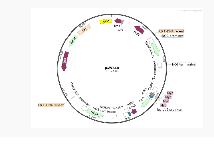 pGWB18植物表达质粒