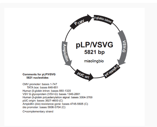 pLP-VSVG慢病毒包装质粒