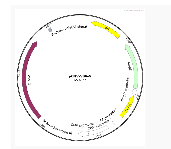pCMV-VSV-G慢病毒包装质粒
